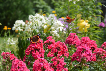 Schmetterling 915