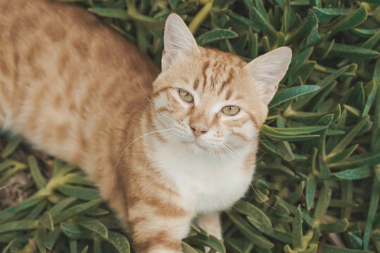 Cat is resting on a sunny day in summer. Street cats in nature.
