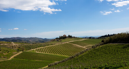 Fototapeta na wymiar Beautiful vineyards at blue sky in Tuscany, Italy.