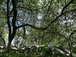 Nature, sun, birds and flowers, summer landscapes, summer, autumn, waterfall, drops on flowers, Ukrainian Carpathians, mountains, plains. hills, fire, stars, canyons, autumn photos