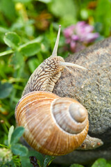  snail crawling on the stone