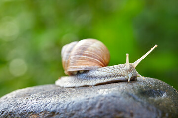  snail crawling on the stone