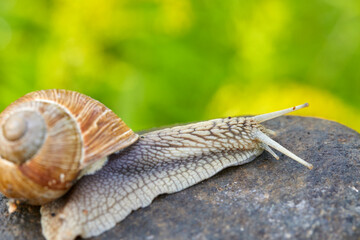 snail crawling on the stone
