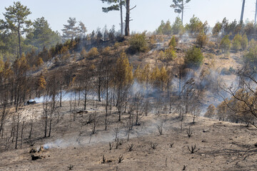 vegetation and trees after forest fire