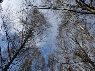 Nature, sun, birds and flowers