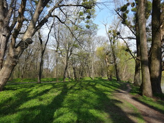 Nature, sun, birds and flowers