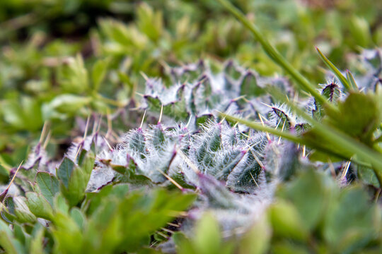 Leaves of young thorny steppe plant Cirsium arvense or thistle close up, a kind of weed