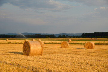 Fototapeta premium golden straw bales in sunlight in the harvested wheat field