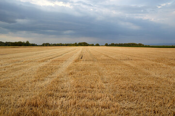 harvested wheat field in sunlight with stormy sky in the background