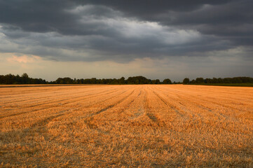 Fototapeta na wymiar harvested wheat field in sunlight with stormy sky in the background