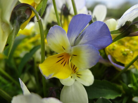 Berganemone Bilder Durchsuchen 3,523 Archivfotos, und