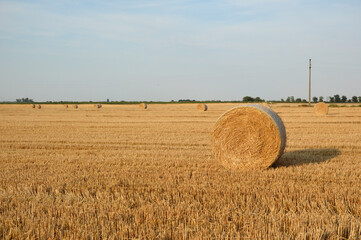 Fototapeta premium golden straw bales in sunlight in the harvested wheat field
