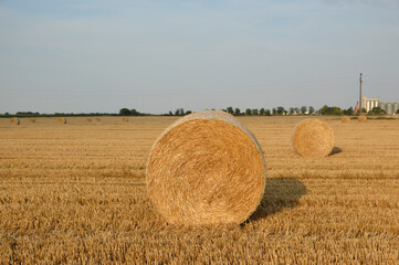 golden straw bales in sunlight in the harvested wheat field