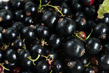 Organic black currant over the white background