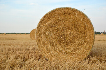 golden straw bales in sunlight in the harvested wheat field