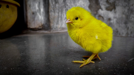 Cute small yellow coloured baby chicken