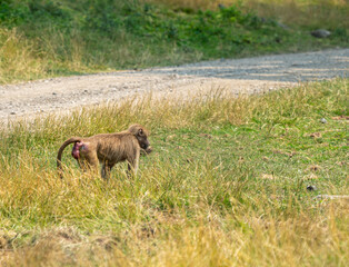 Small Hamadryas baboon walking along a dirt road.