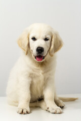 Golden Retriever Puppy (10 weeks) white background