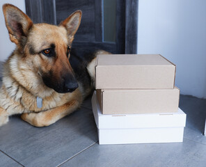 Home delivery. Domestic German Shepherd Dog guards courier delivery cardboard boxes at the door of...