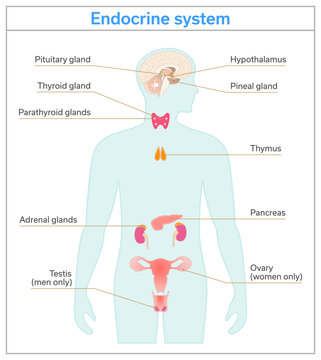Endocrine Glands System. Medical science vector illustration diagram