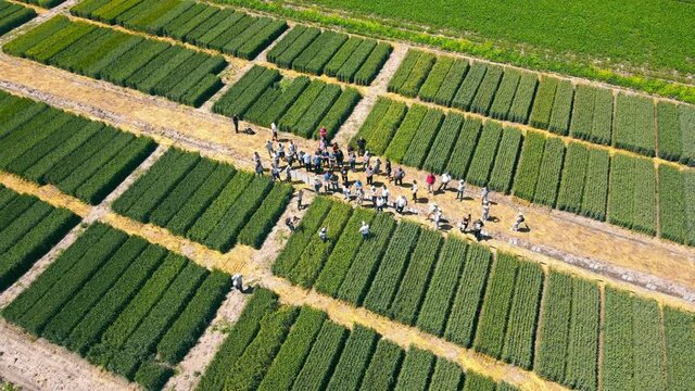 A group of farmers are able to continue cultivating varieties of wheat and wheat on previous dilyankas. Post-production of agricultural crops.