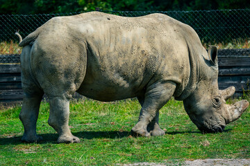White Rhinoceros or White Rhino grazing peacefully in a wilderness park savanna.