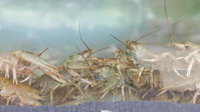 Live crayfish in the aquarium.
