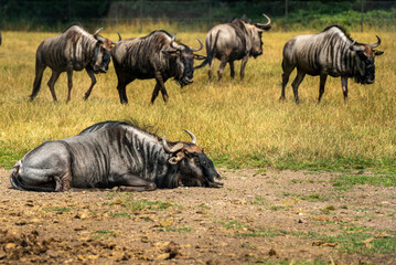 A wild wildebeest or gnu resting near a riverbank on a dry hot African savanna. 