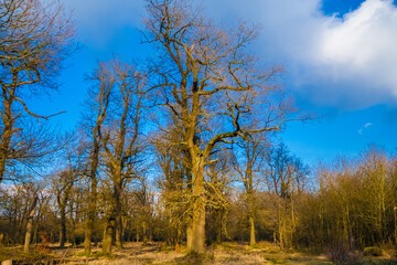 Beautiful oak trees without leaves in the forest Reinhardswald on a sunny winter day with a blue sky. This woodland area is in the Weser Uplands in the district of Kassel, Germany. 