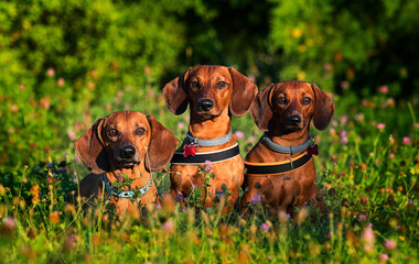 three ginger dachshunds dogs in a collar