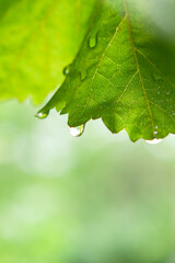 Grape leaves with sliding raindrops. Summer rain. County. Georgia.