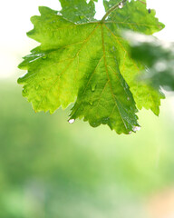 Grape leaves with sliding raindrops. Summer rain. County. Georgia.