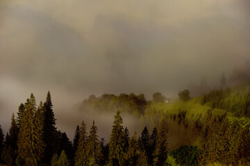 Misty foggy mountain landscape with fir forest.  hipster vintage style