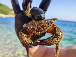 Crab is held in a gloved hand.Crab on the beach.Close-up of a Eriphia verrucosa on the seashore in the morning.Crab exploring the beach.Crab in the stones.Eriphia verrucosa.