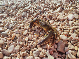 Crab on the beach.Close-up of a crab on the seashore in the morning.Crab exploring the beach.Crab in the stones.