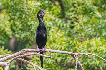 Cormorant resting on a tree