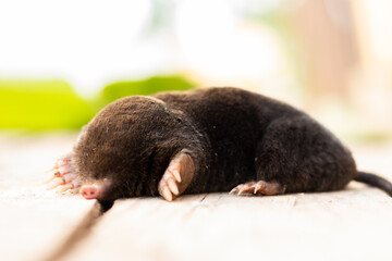 mole lies on the street, black skin, without eyes