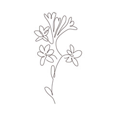 Line art flowers picture. The contemporary draw of line plants. Abstract minimalist aesthetic vector.