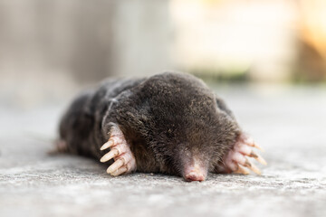 mole lies on the street, black skin, without eyes