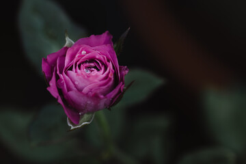 Closeup of blooming purple rose with rain drop on its petals in blurred background. Romantic and love concept. Can use as background.