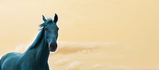 Blurry image of a horse standing over pink cloudy sky background. Horizontal portrait of blue horse. Animals, farm, fairy concept.