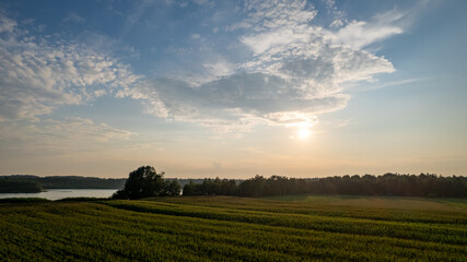Obraz premium Corn field agriculture under a sunset sky. Green nature. Rural farm land in summer. Plant growth. Farming scene. Outdoor landscape. Organic leaf. Crop season. Sun in the sky. High quality photo