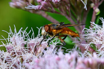 Wanzenfliege (Phasia hemiptera) auf Wasserdost-Blüte // tachinid fly