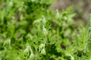 Sting lily