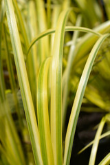 Slender Sweet Flag Ogon