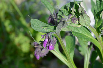 Common comfrey