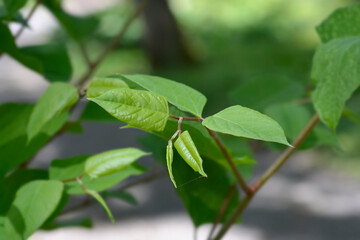 Japanese knotweed