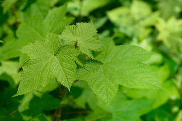 Flowering raspberry