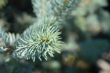 Naklejka na ściany i meble Colorado blue spruce Iseli Fastigiate