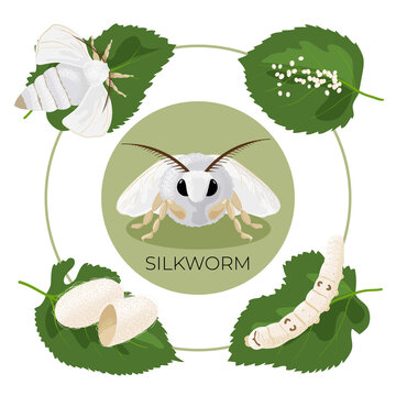 Silkworm. Stages of development of the life cycle. Egg, caterpillar, cocoon, butterfly. It can be used as an educational visual aid. Vector illustration, isolated, white background.